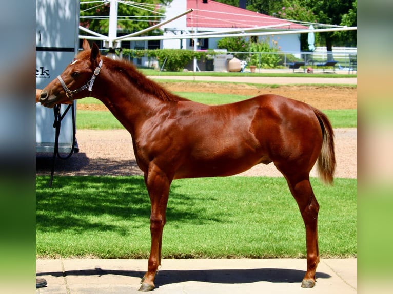 American Quarter Horse Gelding Foal (02/2025) 14 hh Sorrel in Weatherford