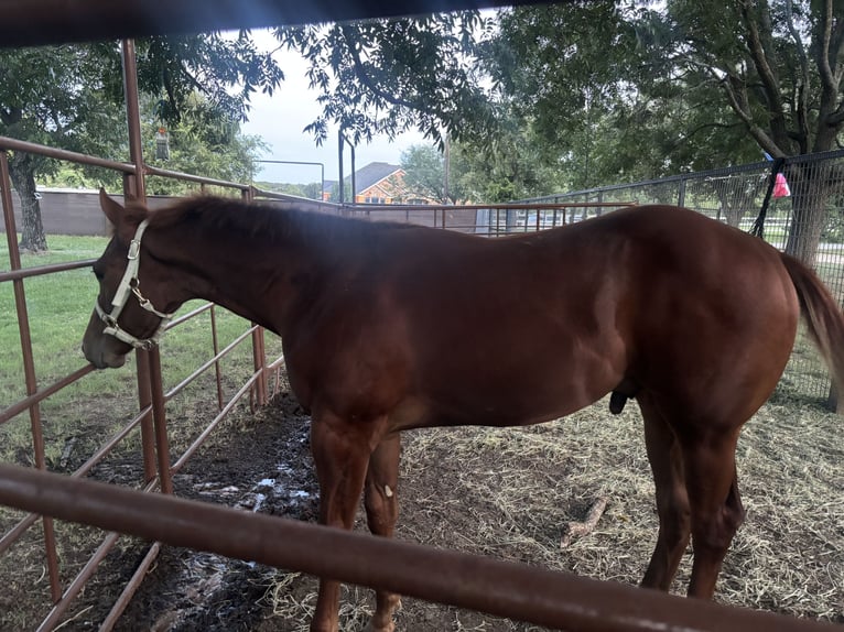American Quarter Horse Gelding Foal (02/2025) 14 hh Sorrel in Weatherford