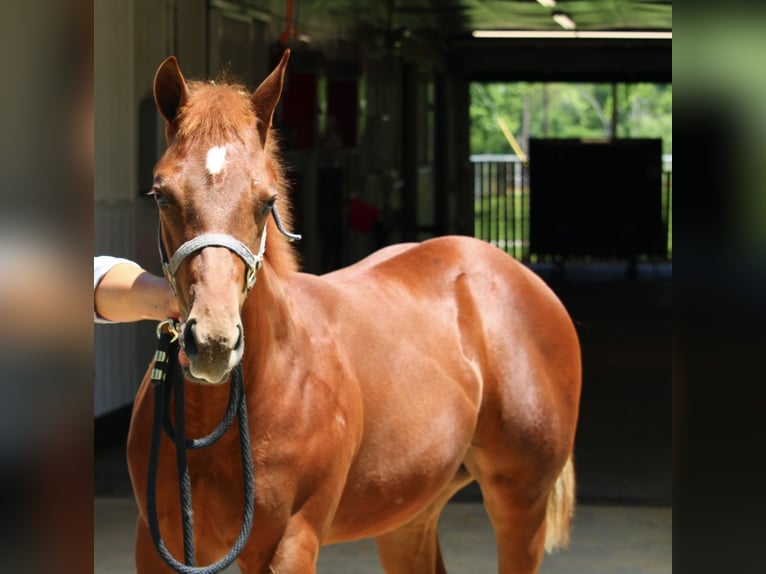 American Quarter Horse Gelding Foal (02/2025) 14 hh Sorrel in Weatherford