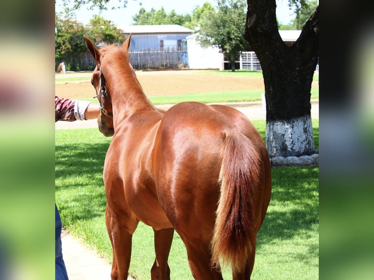 American Quarter Horse Gelding Foal (02/2025) 14 hh Sorrel in Weatherford