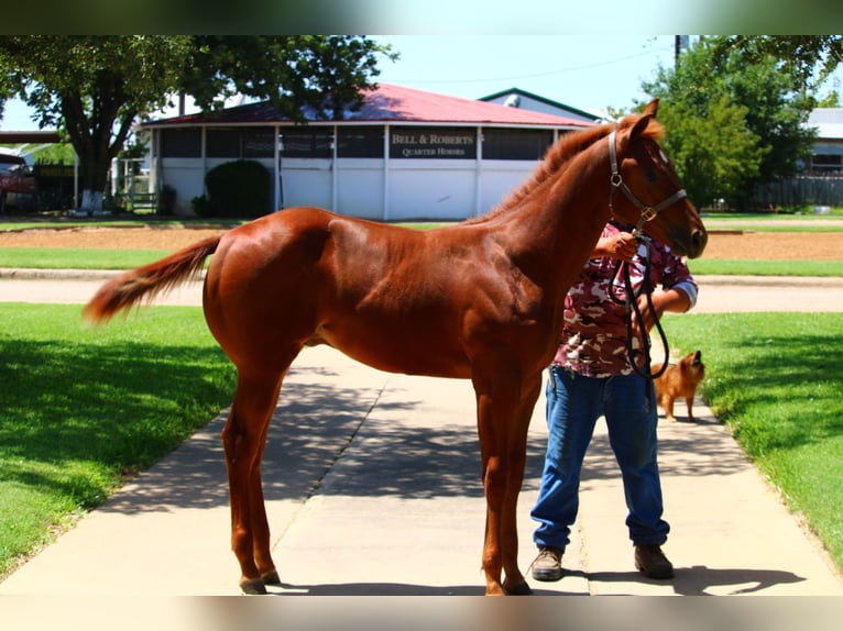 American Quarter Horse Gelding Foal (02/2025) 14 hh Sorrel in Weatherford