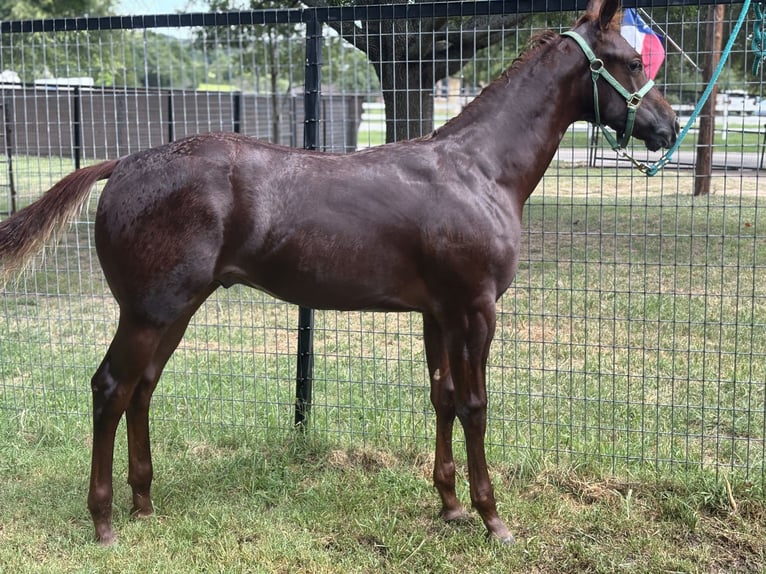 American Quarter Horse Gelding Foal (02/2025) 14 hh Sorrel in Weatherford