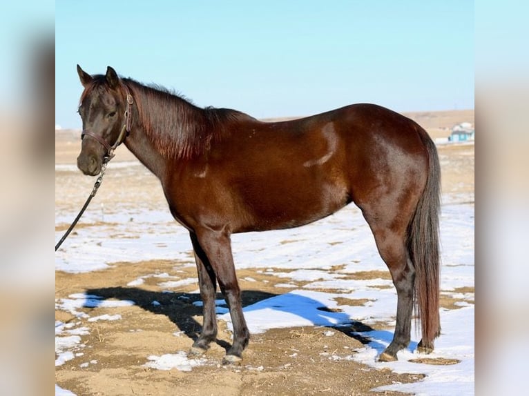 American Quarter Horse Giumenta 10 Anni 142 cm Morello in Fort Collins