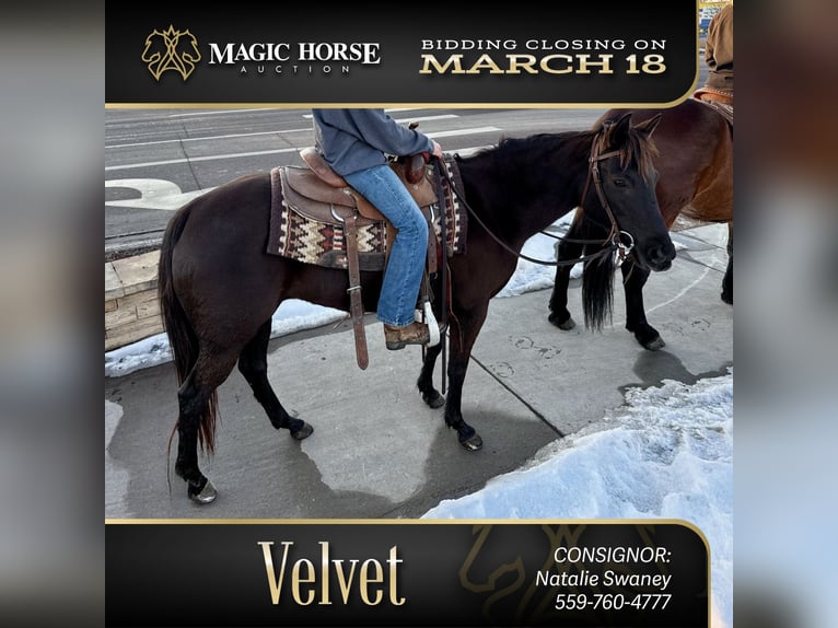 American Quarter Horse Giumenta 10 Anni 142 cm Morello in Fort Collins