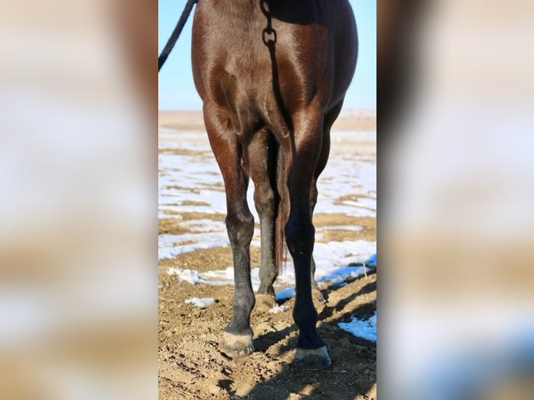 American Quarter Horse Giumenta 10 Anni 142 cm Morello in Fort Collins