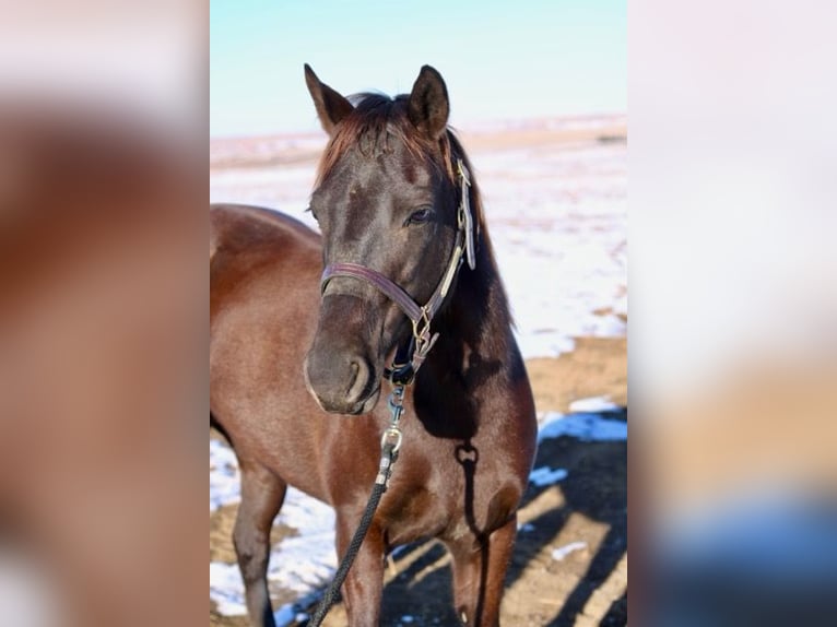 American Quarter Horse Giumenta 10 Anni 142 cm Morello in Fort Collins