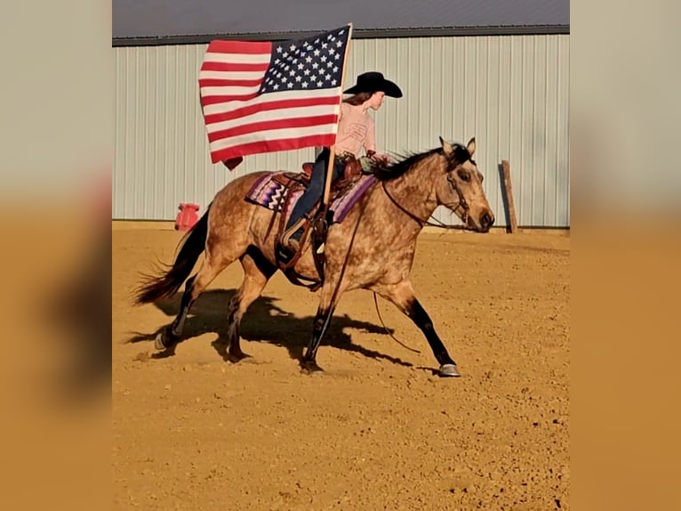American Quarter Horse Giumenta 10 Anni 142 cm Pelle di daino in Robards, KY