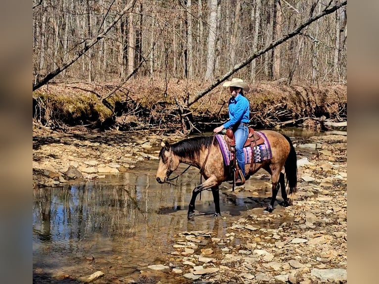 American Quarter Horse Giumenta 10 Anni 142 cm Pelle di daino in Robards, KY