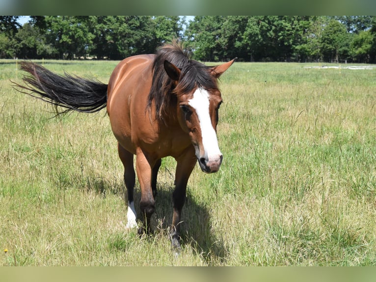 American Quarter Horse Giumenta 10 Anni 143 cm Baio in CHAMBON