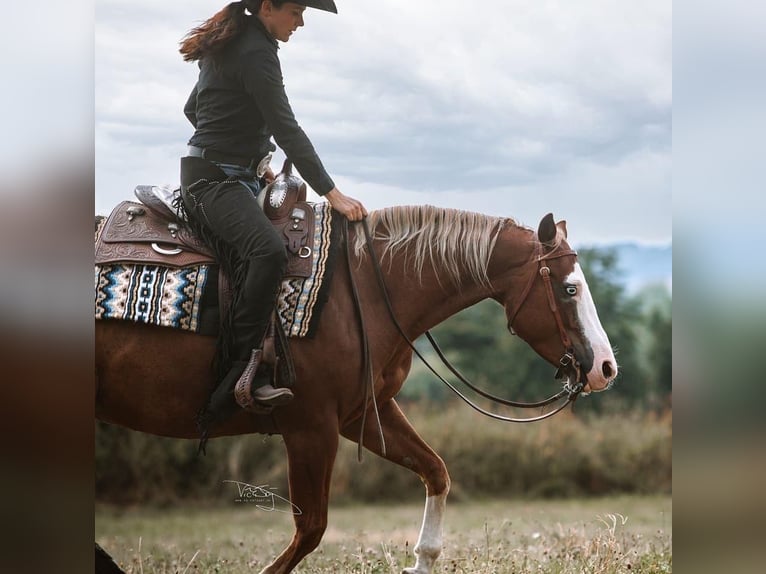 American Quarter Horse Giumenta 10 Anni 144 cm Sauro in Ulrichstein