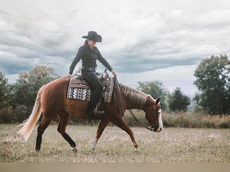 American Quarter Horse Giumenta 10 Anni 144 cm Sauro in Ulrichstein