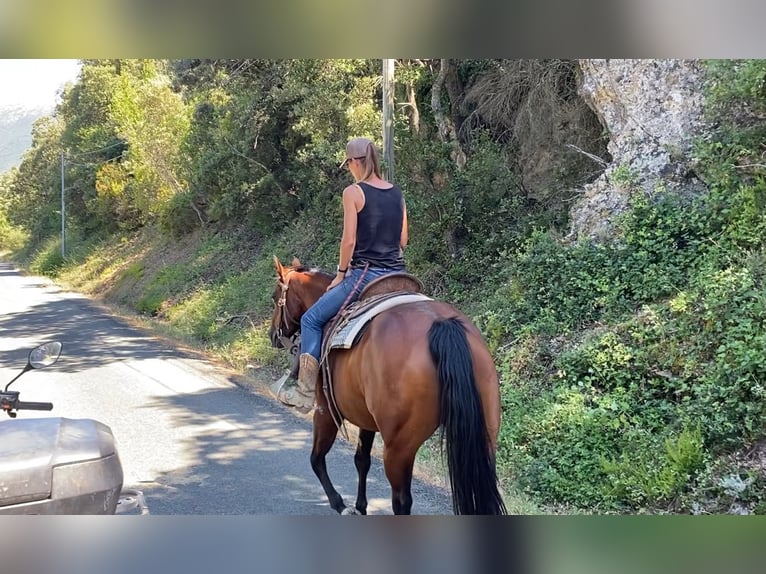 American Quarter Horse Giumenta 10 Anni 145 cm Baio in Montgaillard