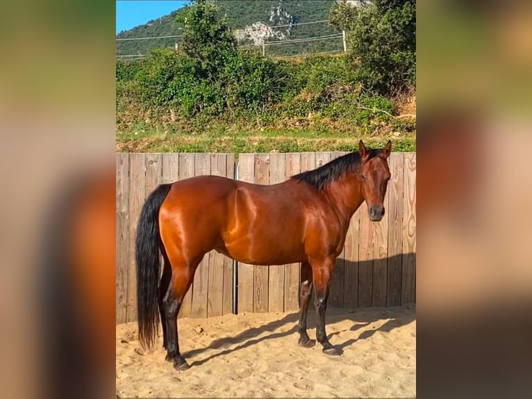 American Quarter Horse Giumenta 10 Anni 145 cm Baio in Montgaillard