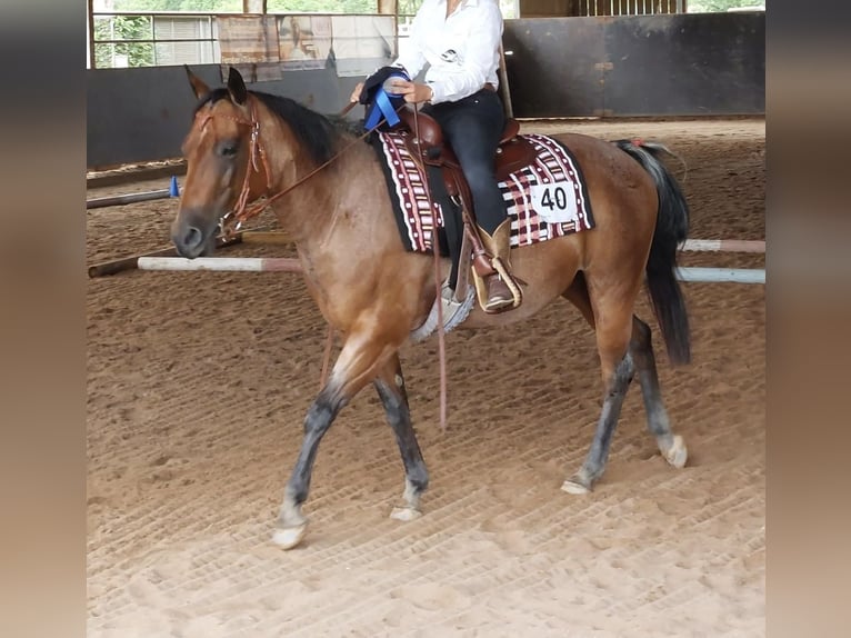 American Quarter Horse Giumenta 10 Anni 146 cm Baio roano in Viernau