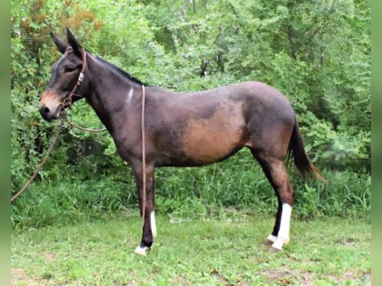 American Quarter Horse Giumenta 10 Anni 147 cm Baio ciliegia in Van HOrne Ia