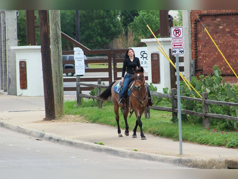 American Quarter Horse Giumenta 10 Anni 147 cm Baio roano in Poolville