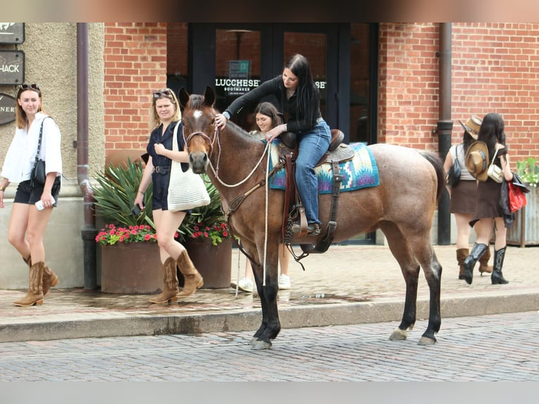 American Quarter Horse Giumenta 10 Anni 147 cm Baio roano in Poolville