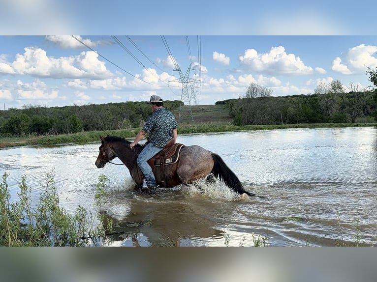 American Quarter Horse Giumenta 10 Anni 147 cm Baio roano in Poolville