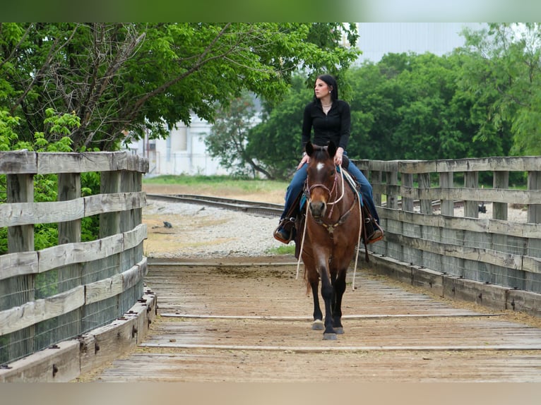 American Quarter Horse Giumenta 10 Anni 147 cm Baio roano in Poolville