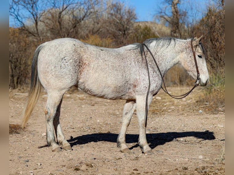 American Quarter Horse Giumenta 10 Anni 147 cm Grigio in Camp Verde AZ