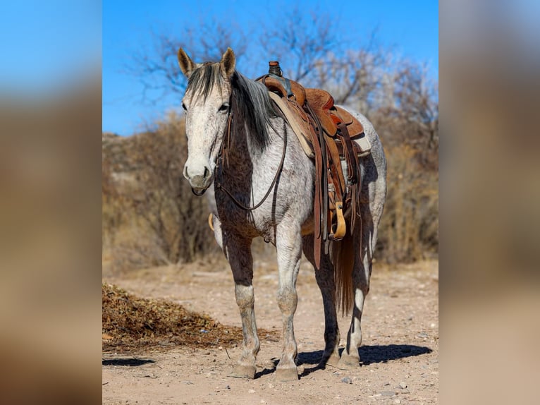 American Quarter Horse Giumenta 10 Anni 147 cm Grigio in Camp Verde AZ