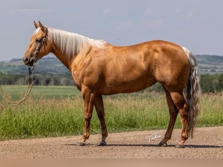 American Quarter Horse Giumenta 10 Anni 147 cm Palomino in Scottsdale AZ