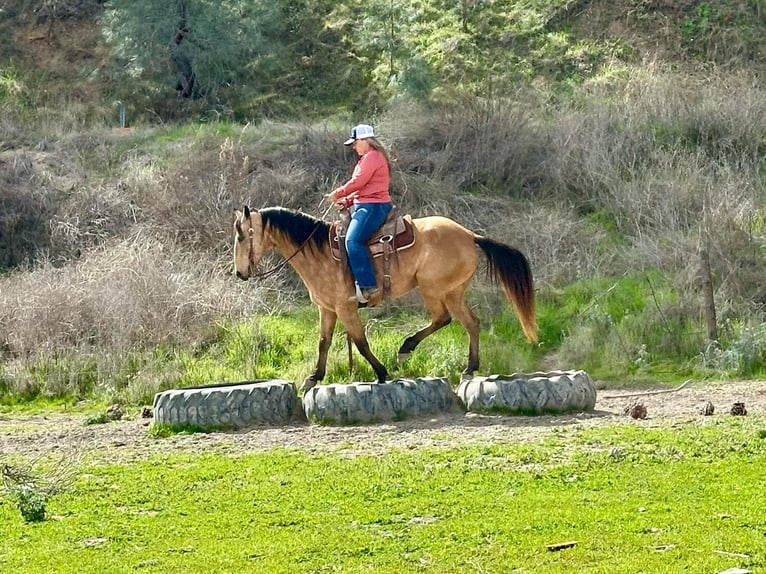 American Quarter Horse Giumenta 10 Anni 147 cm Pelle di daino in Bitterwater CA