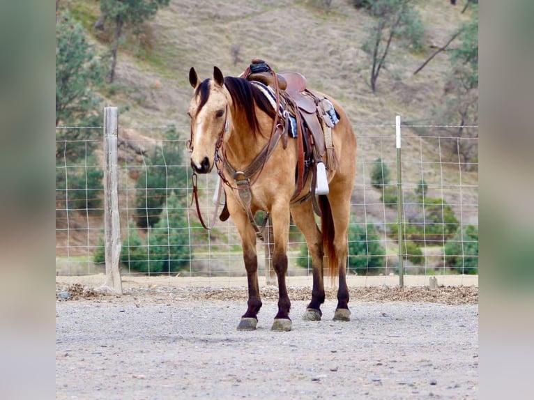 American Quarter Horse Giumenta 10 Anni 147 cm Pelle di daino in Bitterwater CA