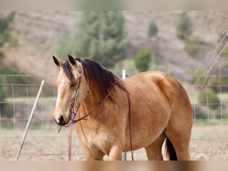 American Quarter Horse Giumenta 10 Anni 147 cm Pelle di daino in Bitterwater CA