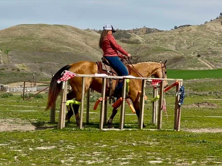 American Quarter Horse Giumenta 10 Anni 147 cm Pelle di daino in Bitterwater CA