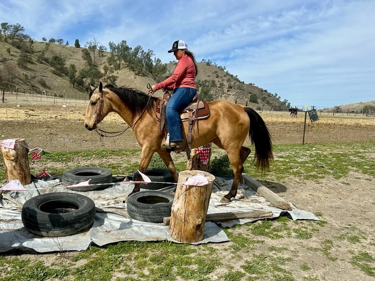 American Quarter Horse Giumenta 10 Anni 147 cm Pelle di daino in Bitterwater CA