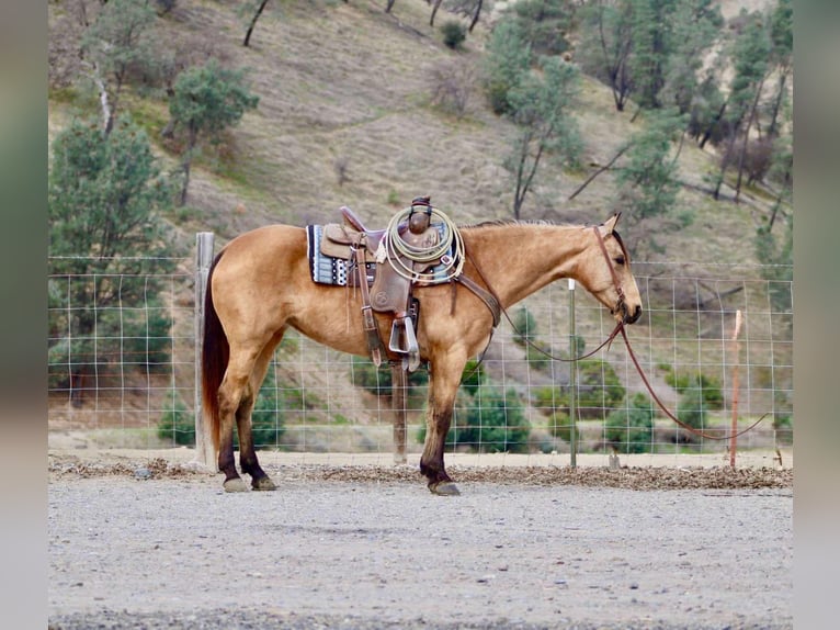 American Quarter Horse Giumenta 10 Anni 147 cm Pelle di daino in Bitterwater CA