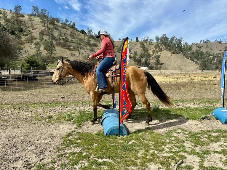 American Quarter Horse Giumenta 10 Anni 147 cm Pelle di daino in Bitterwater CA