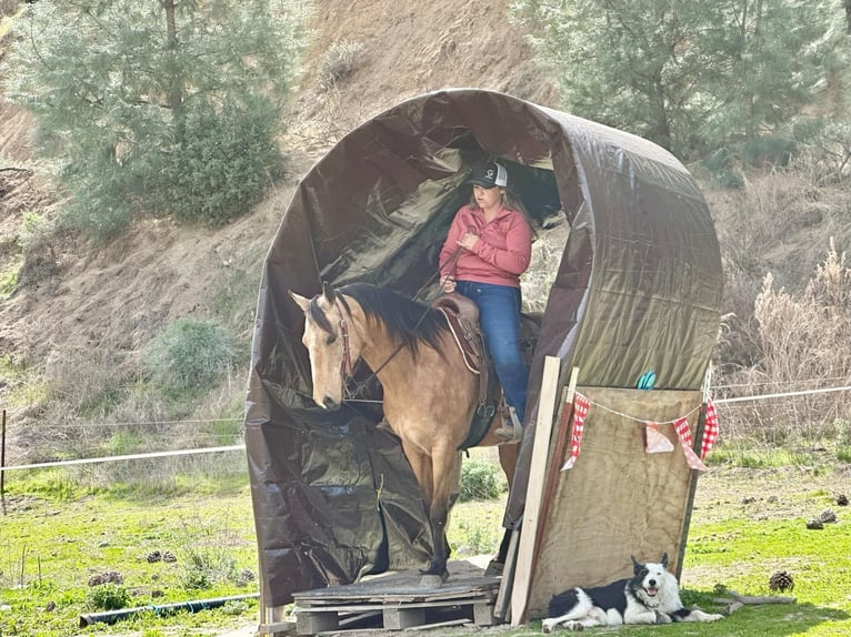 American Quarter Horse Giumenta 10 Anni 147 cm Pelle di daino in Bitterwater CA