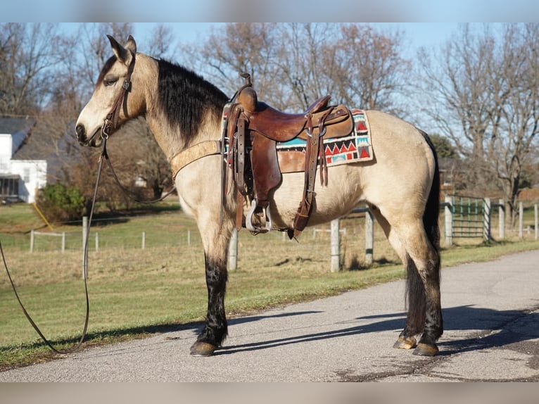 American Quarter Horse Giumenta 10 Anni 147 cm Pelle di daino in Rineyville KY