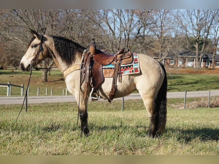 American Quarter Horse Giumenta 10 Anni 147 cm Pelle di daino in Rineyville KY