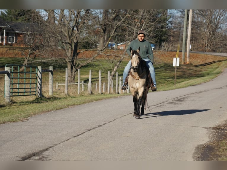 American Quarter Horse Giumenta 10 Anni 147 cm Pelle di daino in Rineyville KY