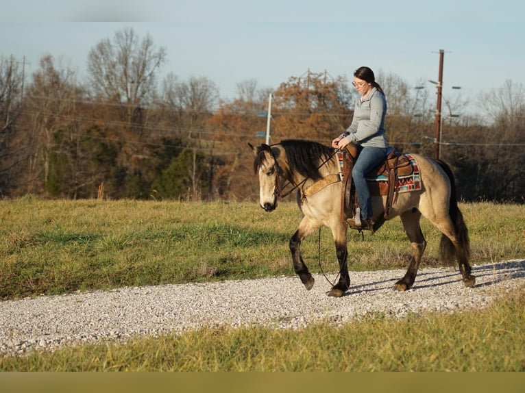 American Quarter Horse Giumenta 10 Anni 147 cm Pelle di daino in Rineyville KY