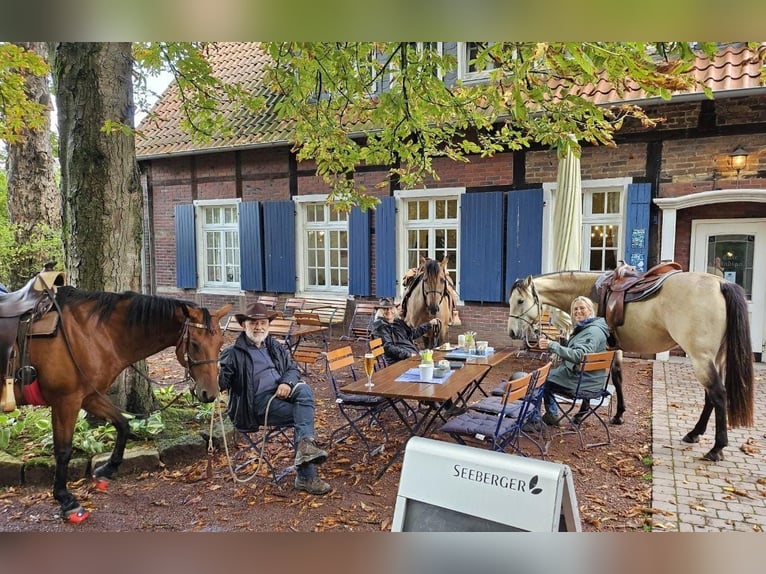 American Quarter Horse Giumenta 10 Anni 148 cm Baio in Müglitztal