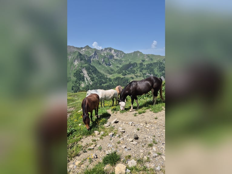 American Quarter Horse Giumenta 10 Anni 148 cm Overo-tutti i colori in Herisau