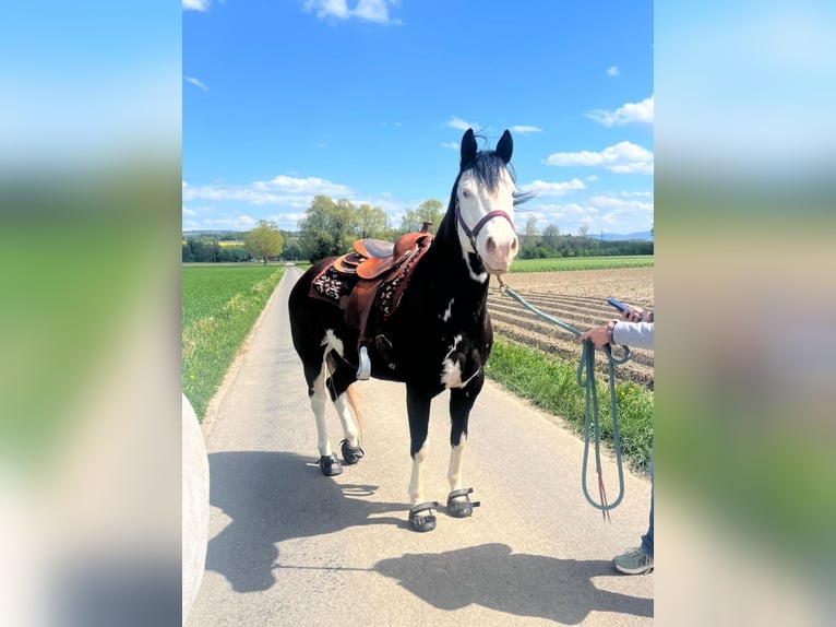 American Quarter Horse Giumenta 10 Anni 148 cm Overo-tutti i colori in Herisau