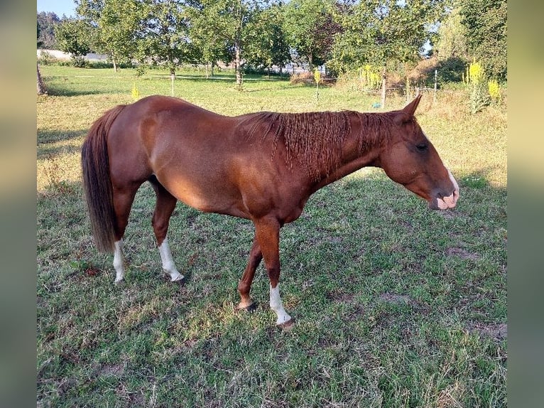 American Quarter Horse Giumenta 10 Anni 148 cm Sauro in ExtertalExtertal