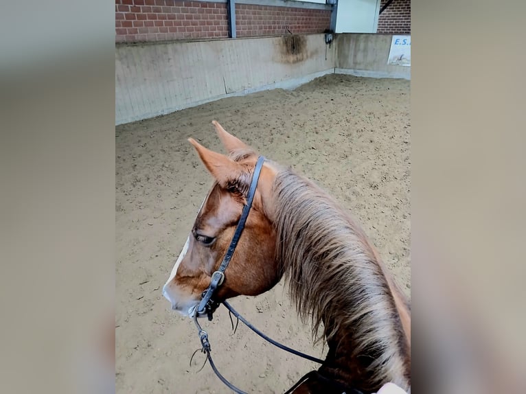 American Quarter Horse Giumenta 10 Anni 148 cm Sauro in Delbr&#xFC;ck