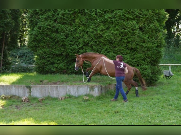 American Quarter Horse Giumenta 10 Anni 148 cm Sauro in Delbr&#xFC;ck
