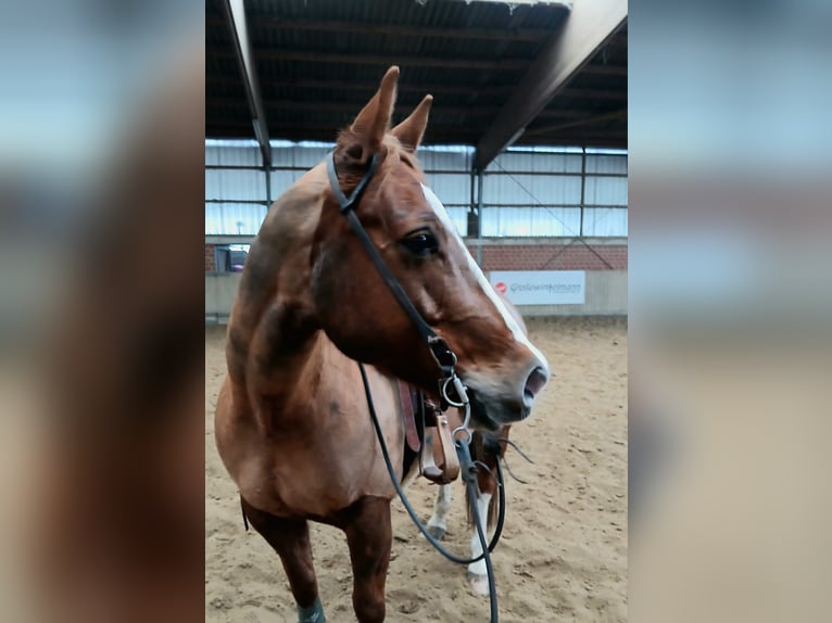 American Quarter Horse Giumenta 10 Anni 148 cm Sauro in Delbr&#xFC;ck