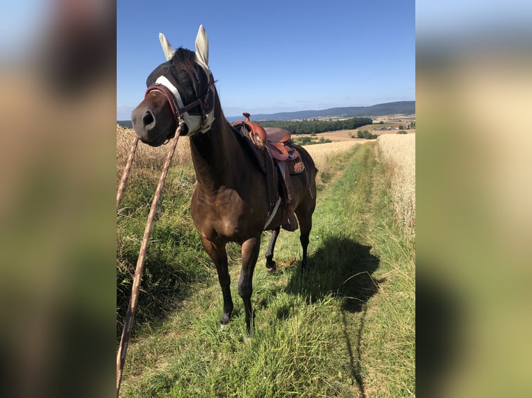 American Quarter Horse Giumenta 10 Anni 149 cm Baio scuro in Obernburg am Main