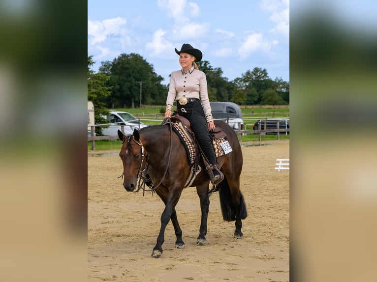 American Quarter Horse Giumenta 10 Anni 150 cm Baio in Oelde