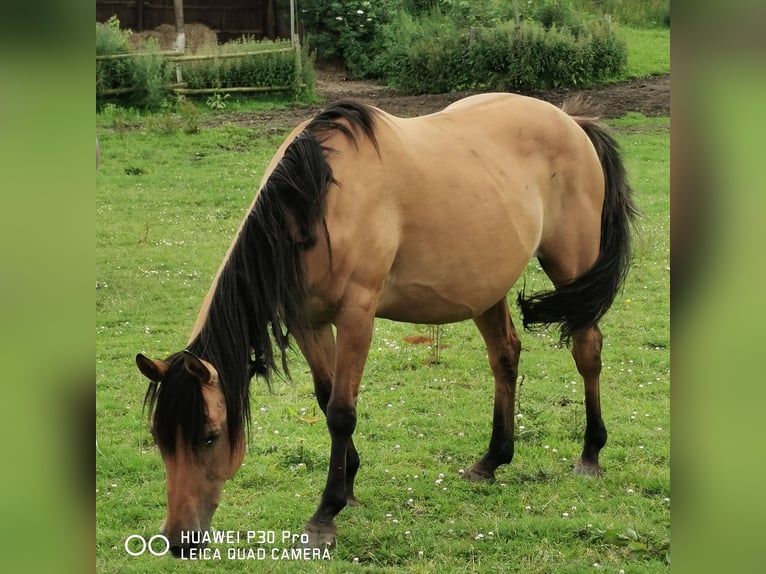 American Quarter Horse Giumenta 10 Anni 150 cm Falbo in Betteldorf