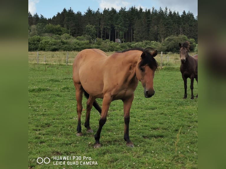 American Quarter Horse Giumenta 10 Anni 150 cm Falbo in Betteldorf