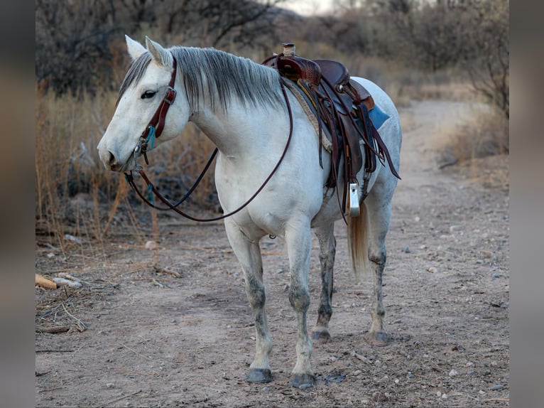 American Quarter Horse Giumenta 10 Anni 150 cm Grigio in Camp Verde AZ